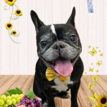 フレンチブルドッグ