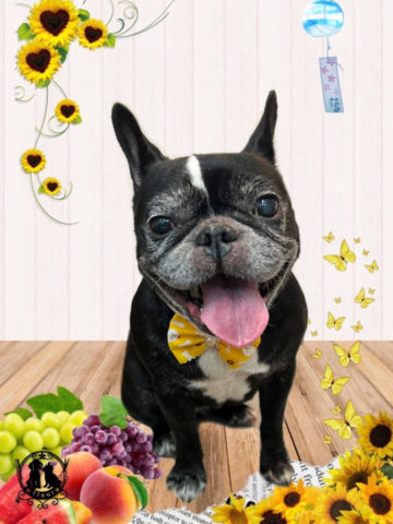 フレンチブルドッグ