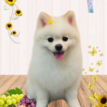 ポメラニアン