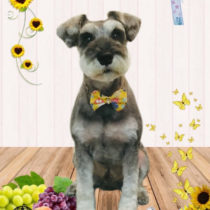 ミニチュアシュナウザー