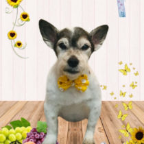 ジャックラッセルテリア