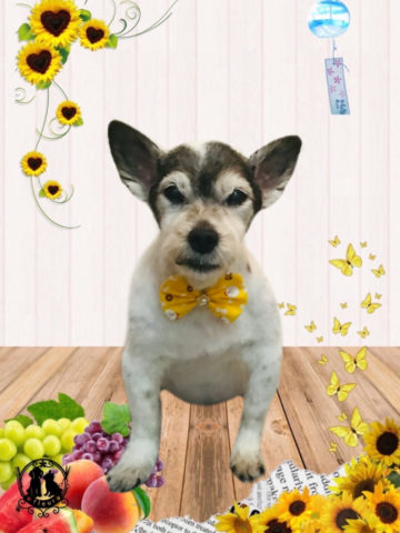 ジャックラッセルテリア