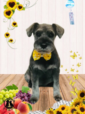 ミニチュアシュナウザー