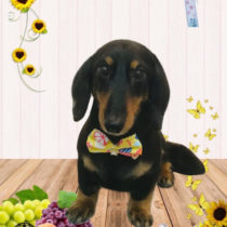 ミニチュアダックス