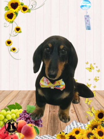 ミニチュアダックス