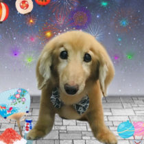 ミニチュアダックス