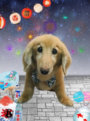 ミニチュアダックス