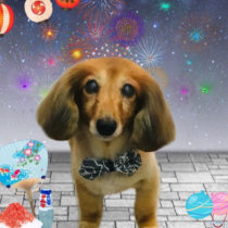 ミニチュアダックス