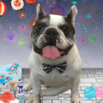 フレンチブルドッグ