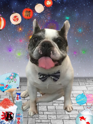 フレンチブルドッグ