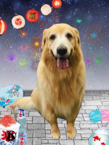 ゴールデンレトリバー