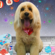 オーストラリアンラブラドゥードル