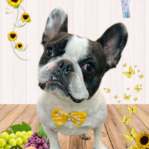 フレンチブルドッグ