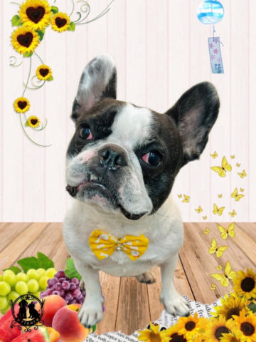 フレンチブルドッグ
