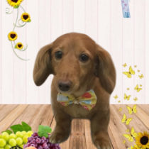 ミニチュアダックス