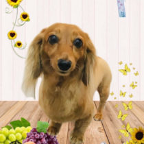 カニンヘンダックス