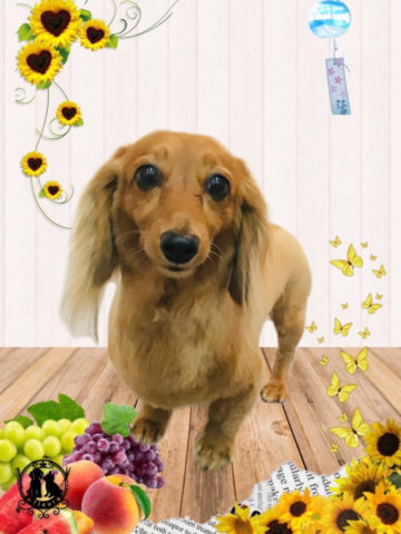 カニンヘンダックス