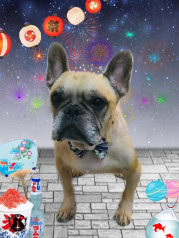 フレンチブルドッグ