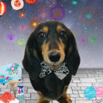 カニンヘンダックス