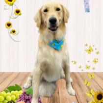 ゴールデンレトリバー