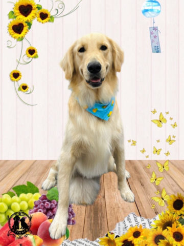 ゴールデンレトリバー