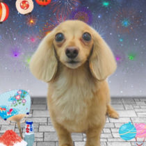 カニンヘンダックス