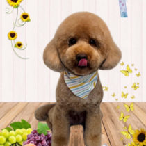 ミニチュアプードル