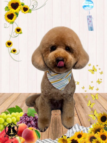 ミニチュアプードル