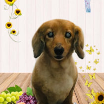 ミニチュアダックス