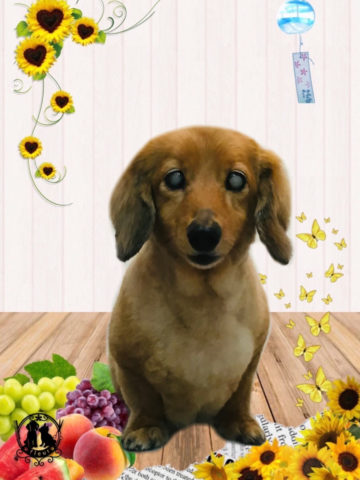 ミニチュアダックス