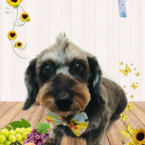 ミニチュアダックス