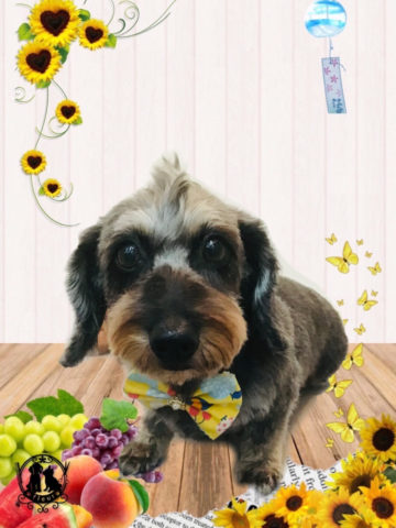 ミニチュアダックス