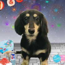 ミニチュアダックス