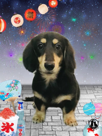 ミニチュアダックス