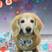 ミニチュアダックス