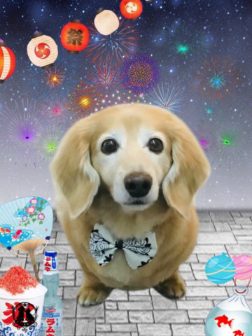 ミニチュアダックス