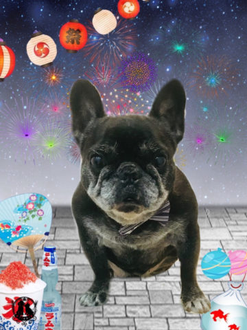 フレンチブルドッグ