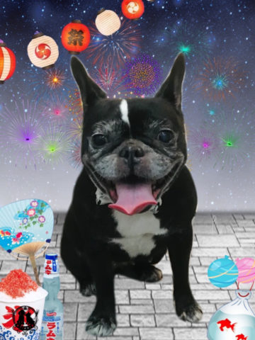 フレンチブルドッグ