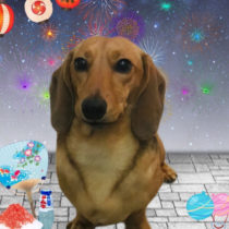 ミニチュアダックス