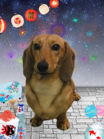 ミニチュアダックス