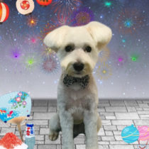 ミニチュアシュナウザー