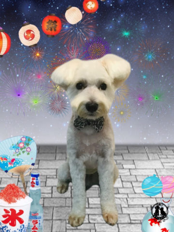 ミニチュアシュナウザー