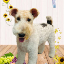 ワイアーフォックステリア