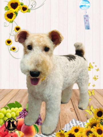 ワイアーフォックステリア