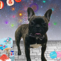 フレンチブルドッグ