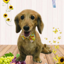 ミニチュアダックス