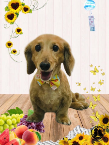 ミニチュアダックス