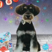 ミニチュアシュナウザー