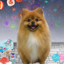 ポメラニアン