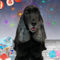 イングリッシュコッカースパニエル